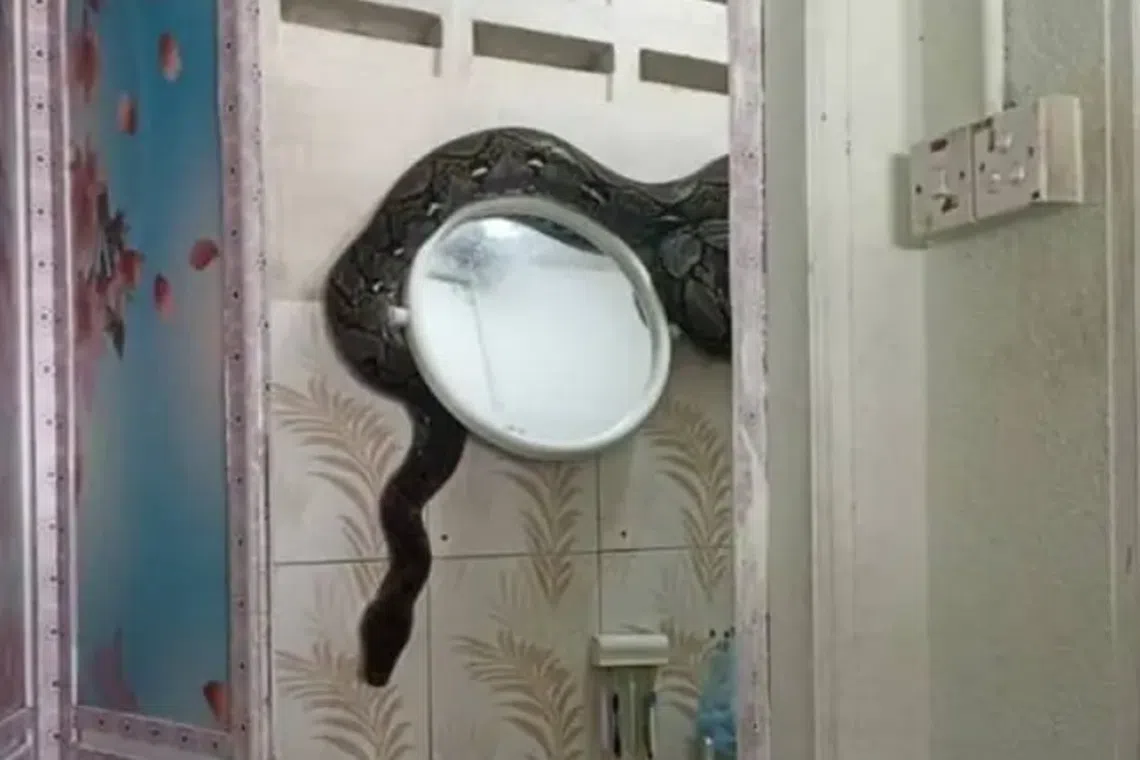 Civil defence personnel managed to capture the snake, which was found partially coiled near a bathroom mirror.