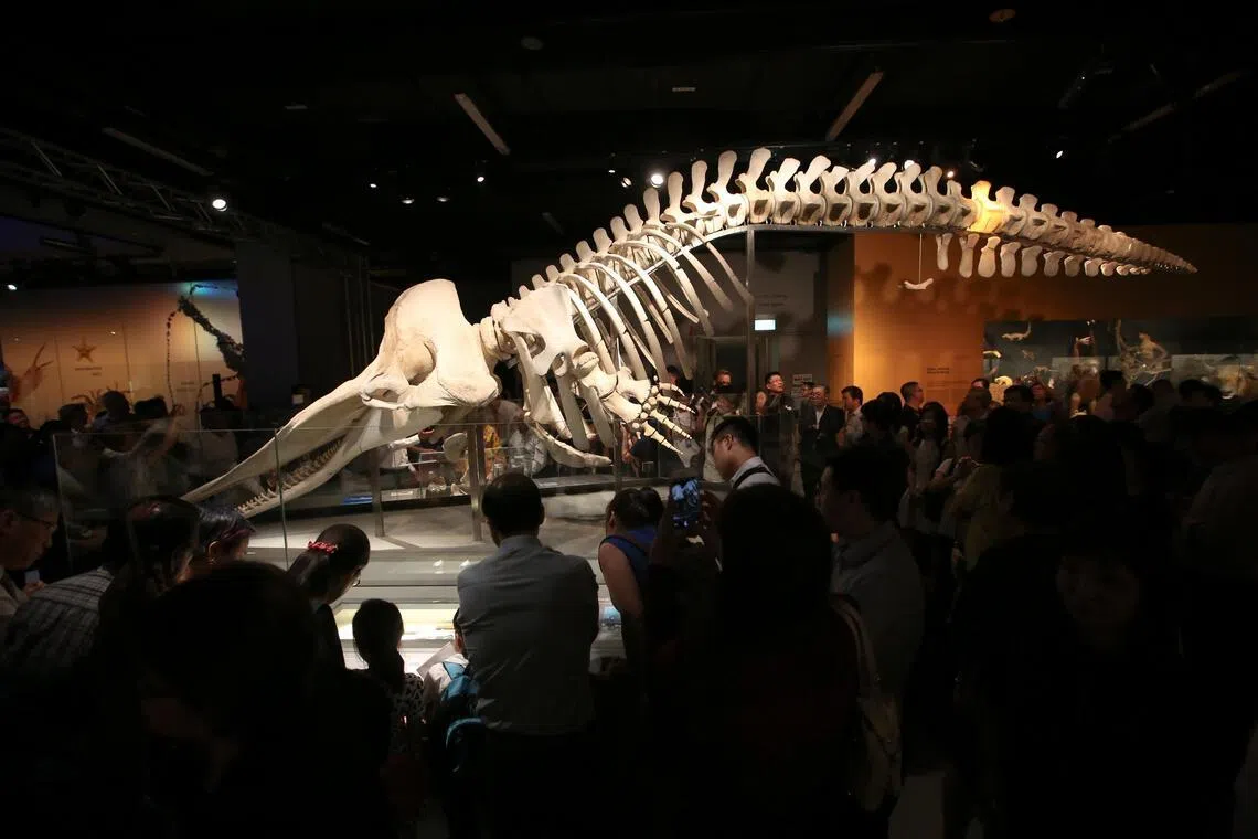 The skeleton of Jubi Lee, a sperm whale found off Jurong Island in 2015, is now displayed at the Lee Kong Chian Natural History Museum.