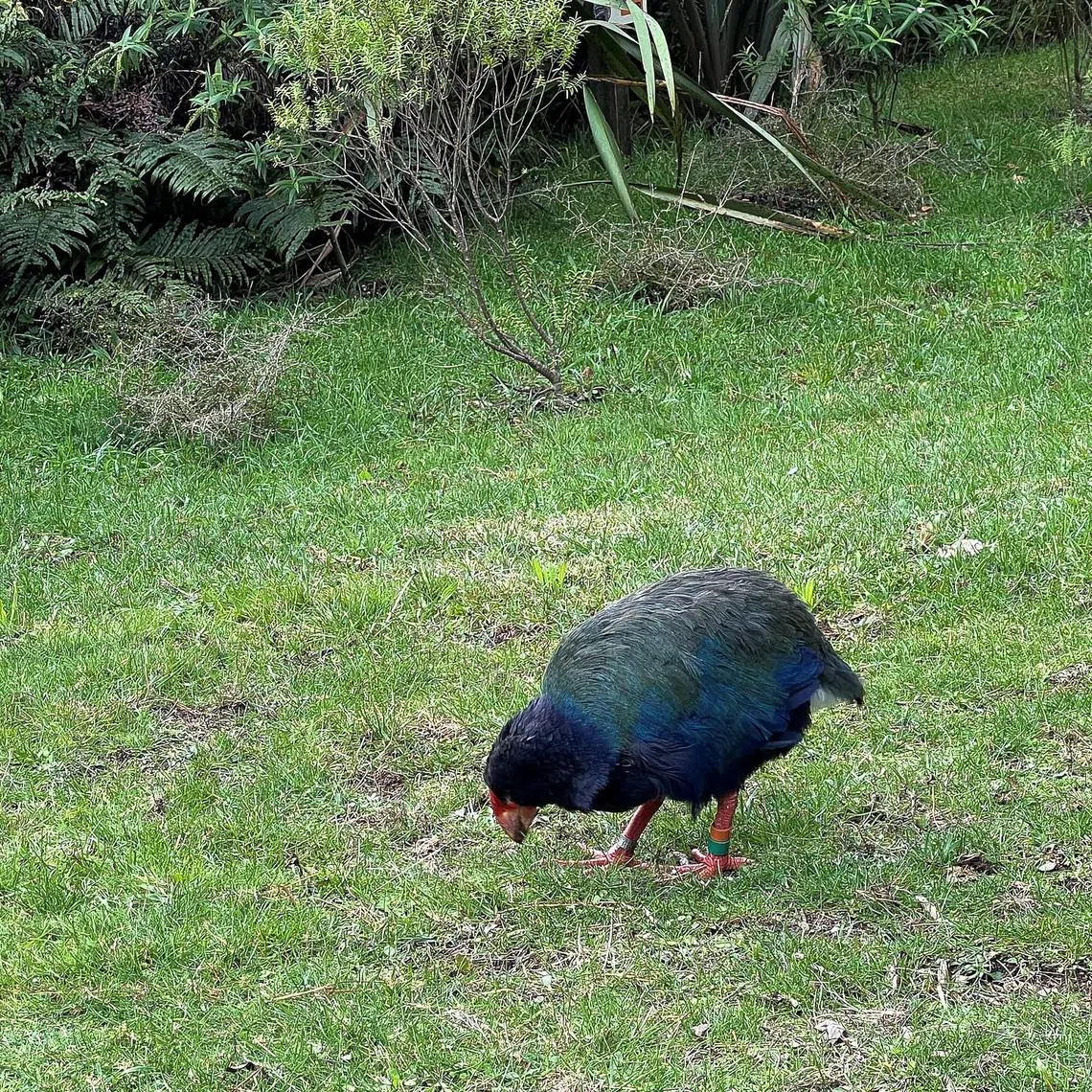 New Zealand's endangered bird, the Takahe, at the Zealandia Wildlife Sanctuary, in Wellington, New Zealand, May 11 2024. REUTERS/Lucy Craymer