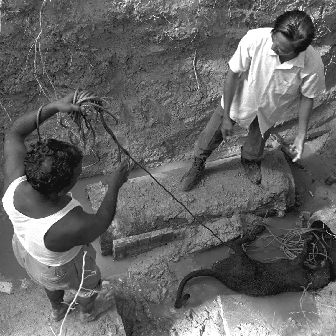 Workers removing the body of Twiggy, a black panther, from an underground drain near the Singapore Turf Club. The animal had escaped from the Singapore Zoo in March 1973.