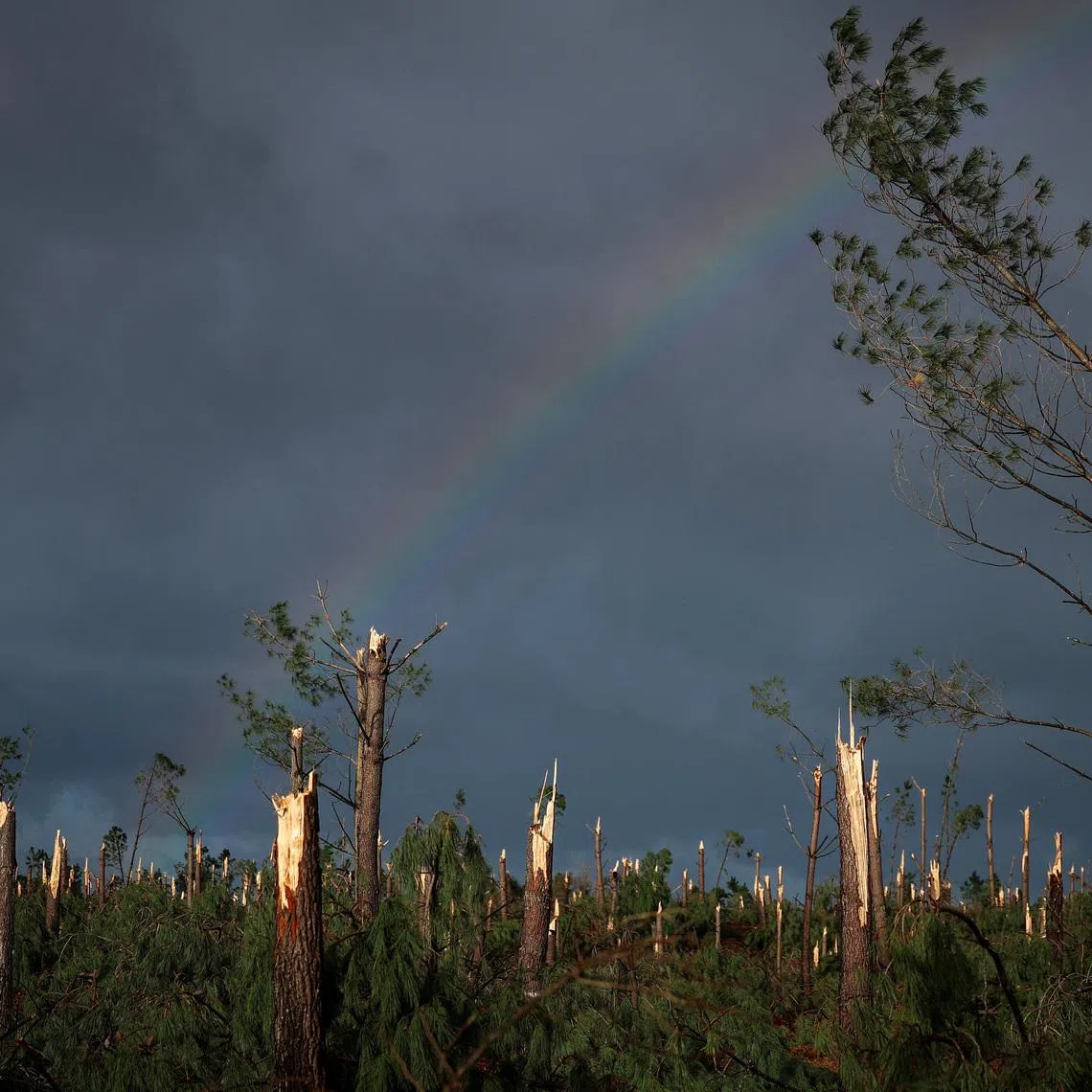 A rainbow appears in the sky above a pine forest with broken trees after the passage of Storm Kristin, in Leiria, Portugal, February 2, 2026. REUTERS/Pedro Nunes