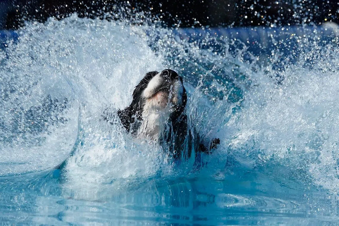 A dog participates in Dock Diving during the Annual Westminster Kennel Club Dog Show at USTA Billie Jean King National Tennis Center in New York City on May 6, 2023. 