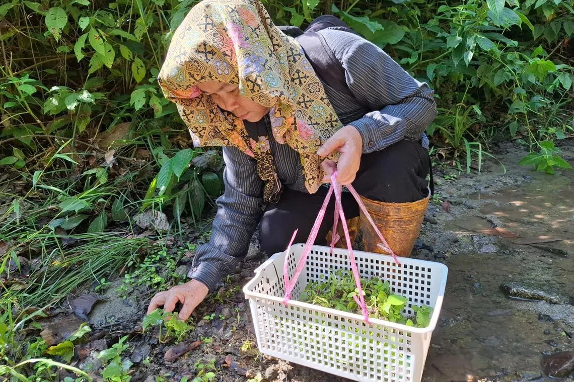 A Kampung Tampenau villager picking up wildings found in the forest reserve during an outing with the Sabah Forestry Department, in the Kawag area within Ulu Segama-Malua Forest Reserve in Sabah.