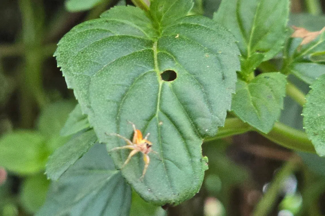 Spiders are the natural predators of many garden pests.