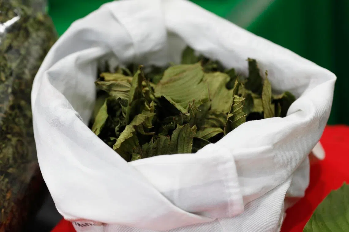 Mitragyna speciosa leaves, known in Thai as Kratom, which has an opioid-like effect, on display at a forum in Bangkok.