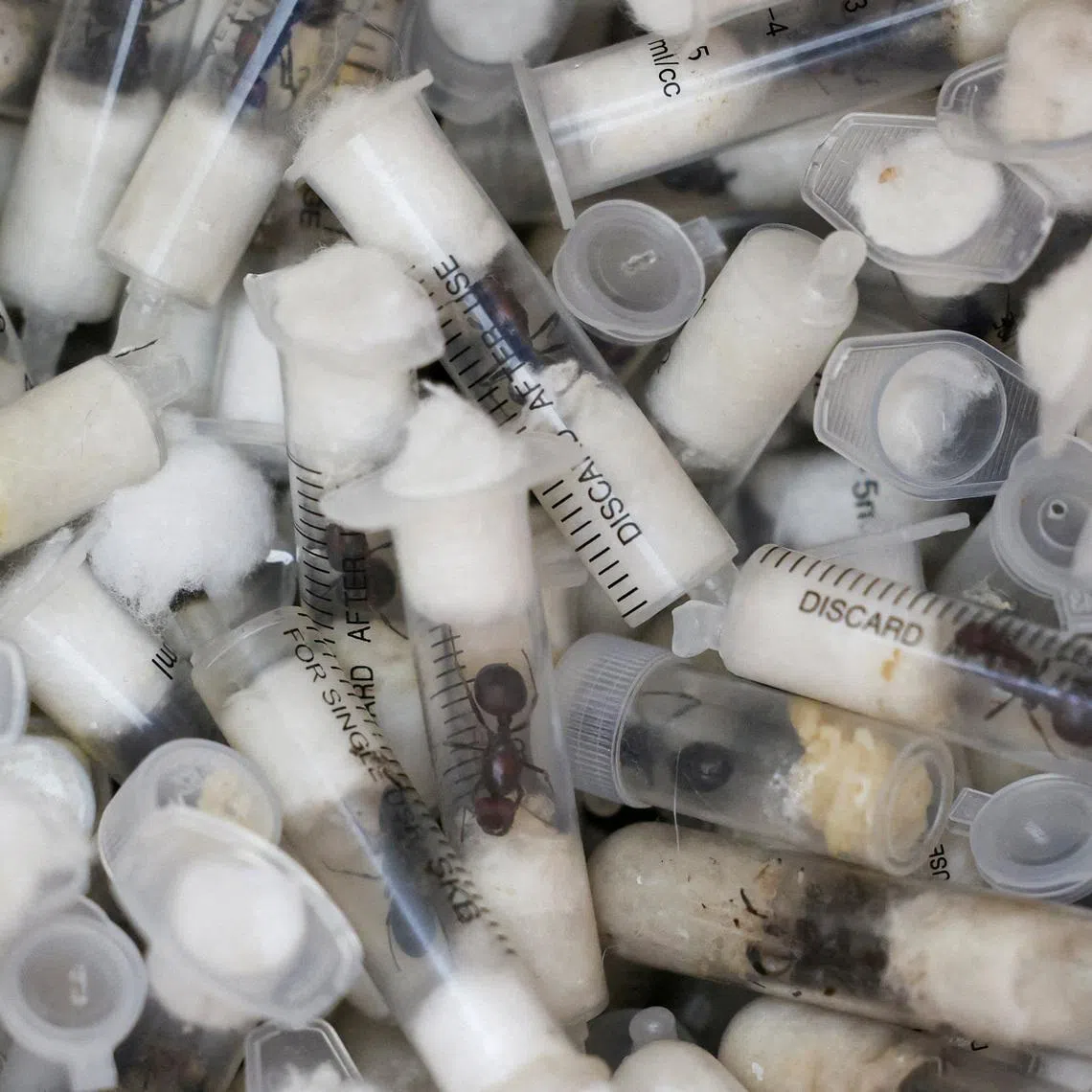 FILE PHOTO: Samples of garden ants concealed in syringes are presented to court as two Belgian nationals, a Vietnamese and a Kenyan national appeared for the hearing of their case, after they pleaded guilty to illegal possession and trafficking of garden ants, at the Jomo Kenyatta International Airport (JKIA) Law Courts, in Nairobi, Kenya, April 15, 2025. REUTERS/Monicah Mwangi/File Photo