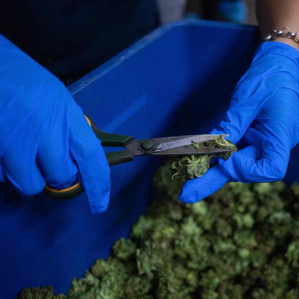 Japan criminalised the use of cannabis under the revised Narcotics and Psychotropics Control Act that took effect in December 2024.