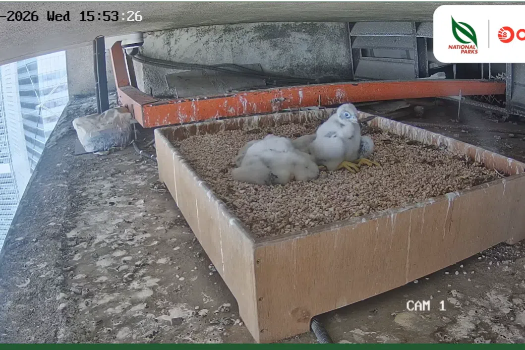 The 24-hour YouTube live stream of the pair’s nest was launched on March 5 for the public to watch their second batch of chicks grow up.