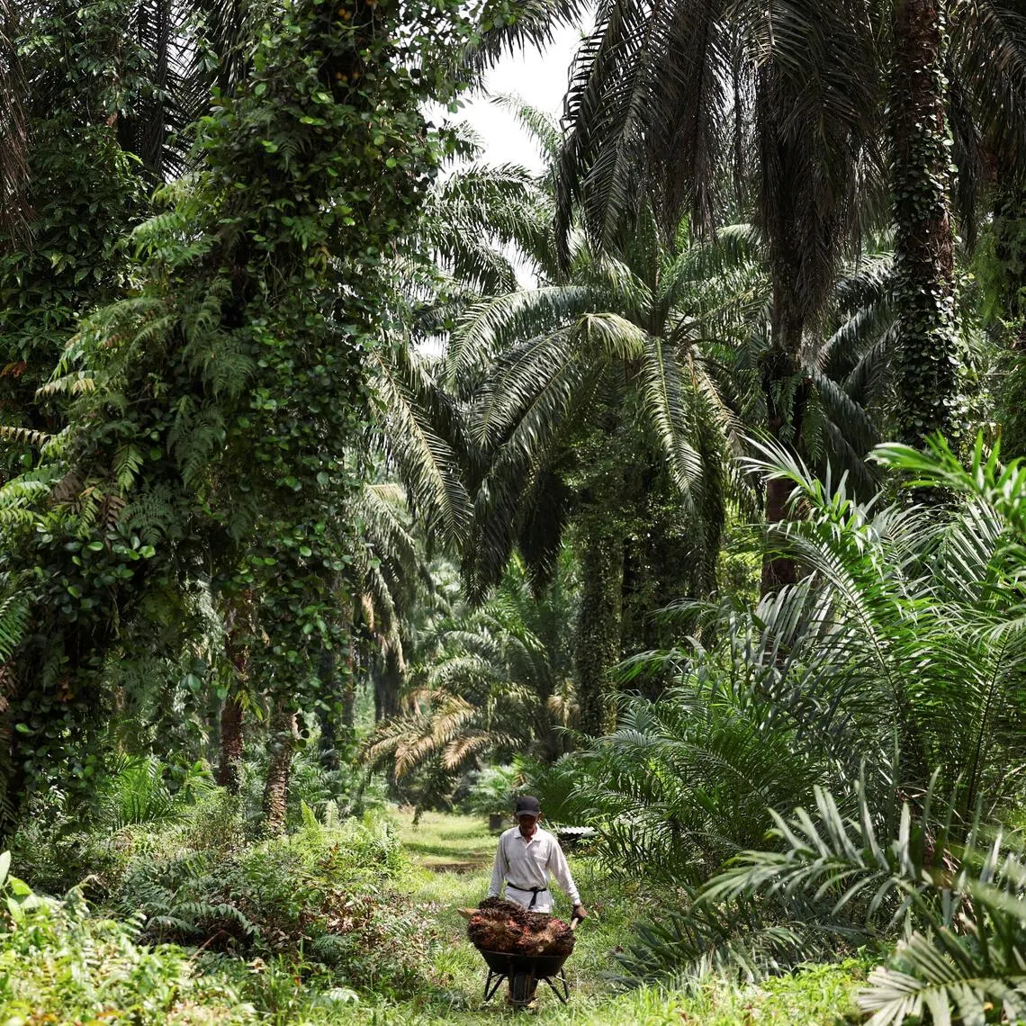 The benchmark palm oil contract for January delivery on the Bursa Malaysia Derivatives Exchange lost RM49.
