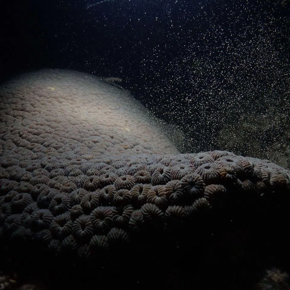 The Diploastrea brain coral in Pulau Satumu were among the species that spawned in 2026. 