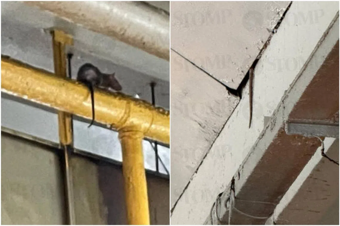 NEA carried out inspections at the food centre on Jan 23 after getting a complaint about a rodent infestation.