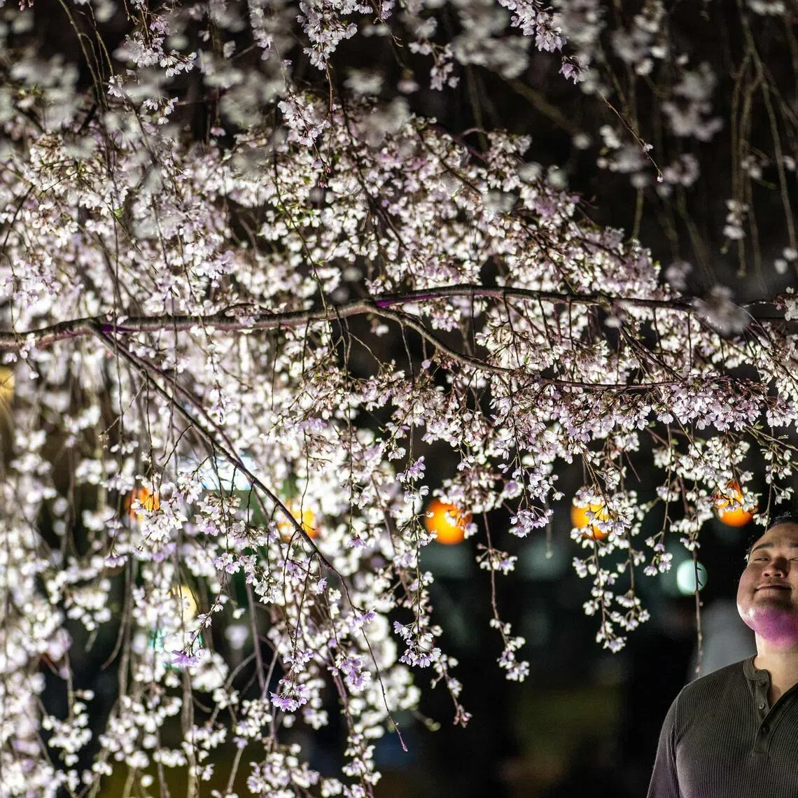 A man poses in front of a cherry blossom tree at Kinshi Park in Tokyo.