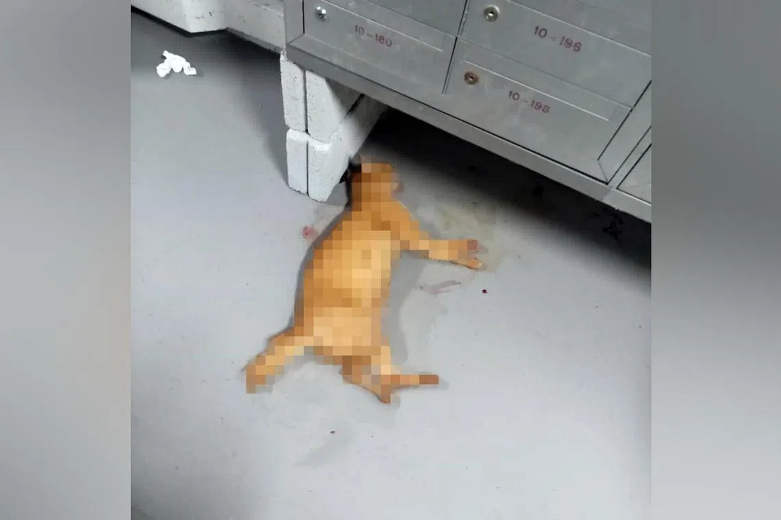 A ginger cat was found dead near the letterbox of Block 191 Boon Lay Drive on March 30, with bloodstains in the vicinity.