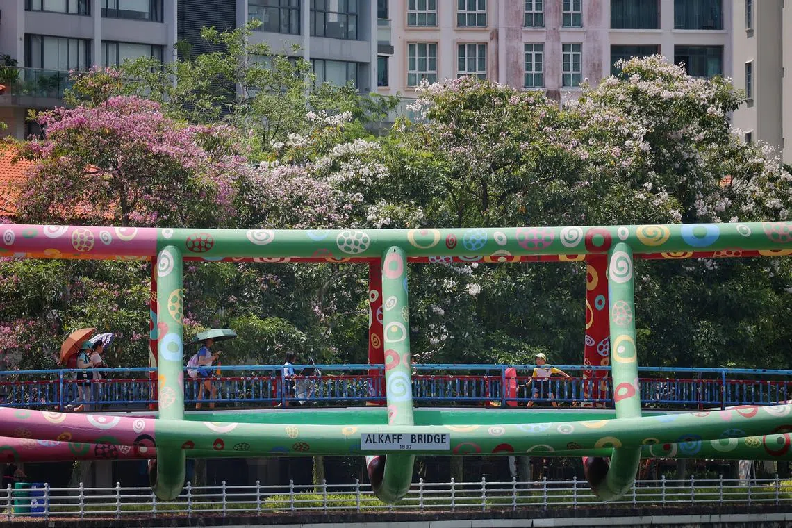 Trumpet trees in bloom behing Alkaff Bridge at Robertson Quay on Aug 22, 2024. 