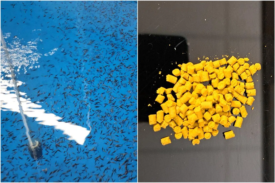 To protect juvenile Asian Seabass (left) from infection, NTU scientists concocted a novel blend of probiotics and nutrients and mixed them in fish feed.