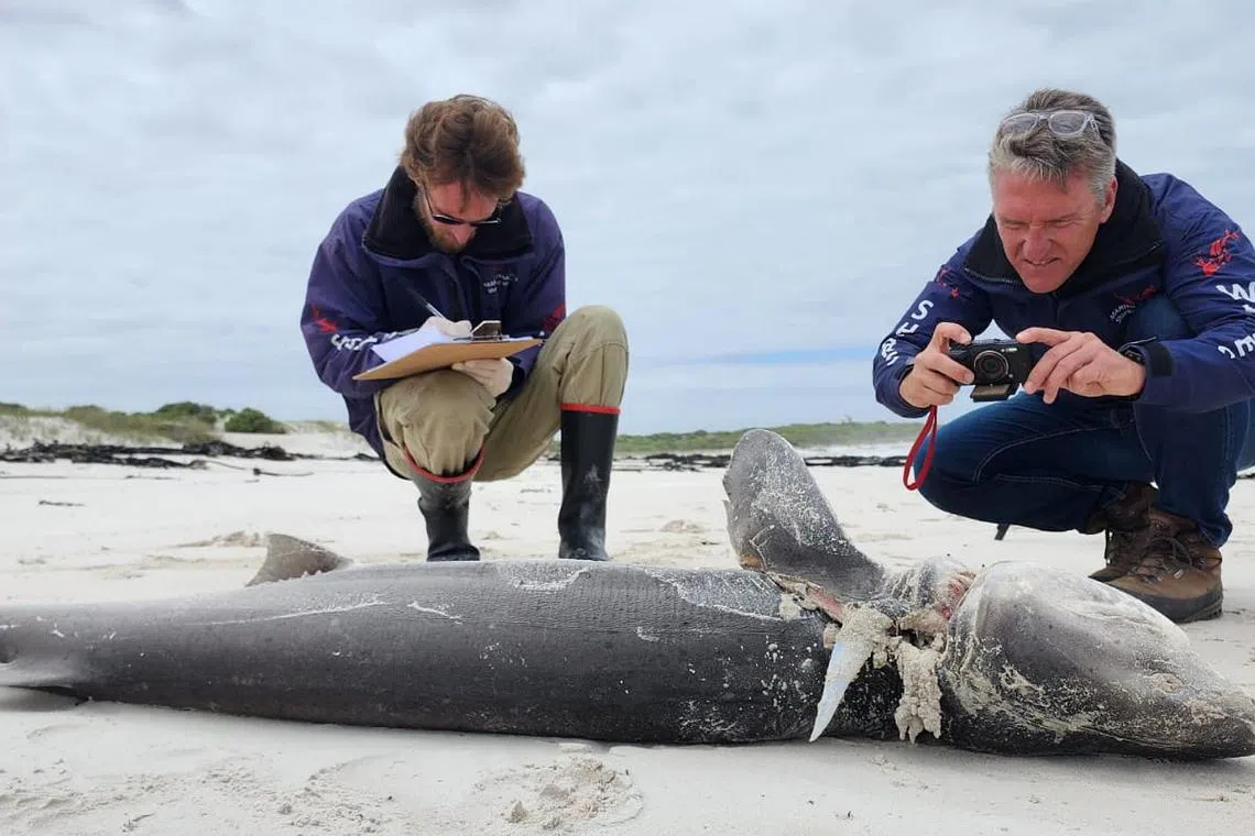 The dead sharks were found torn open, with orca teeth marks and missing livers.