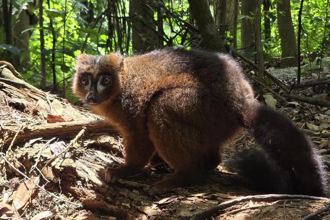 The red-bellied lemur can be expected at Lemur Land from November 2026.