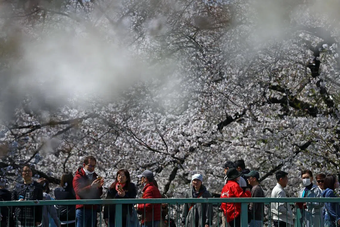 FILE PHOTO: Visitors stroll under cherry blossoms in almost full bloom in Tokyo, Japan March 30, 2025.  REUTERS/Issei Kato