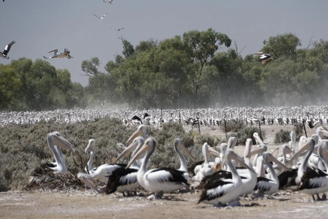 jpletter31 - Pelicans at the Gayini Wetlands, which bred in large numbers following flooding late last year

Credit: R.T. Kingsford, UNSW