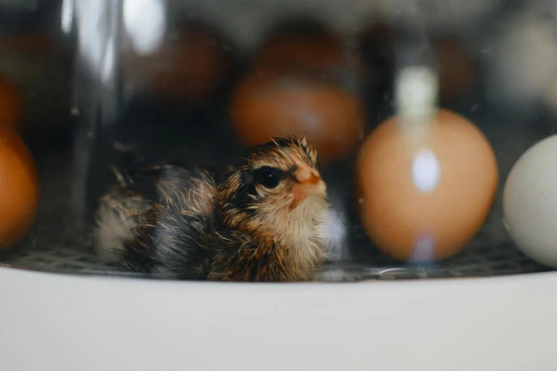 An argument over whether the chicken or the egg comes first caused a man in Indonesia to stab his friend to death.  