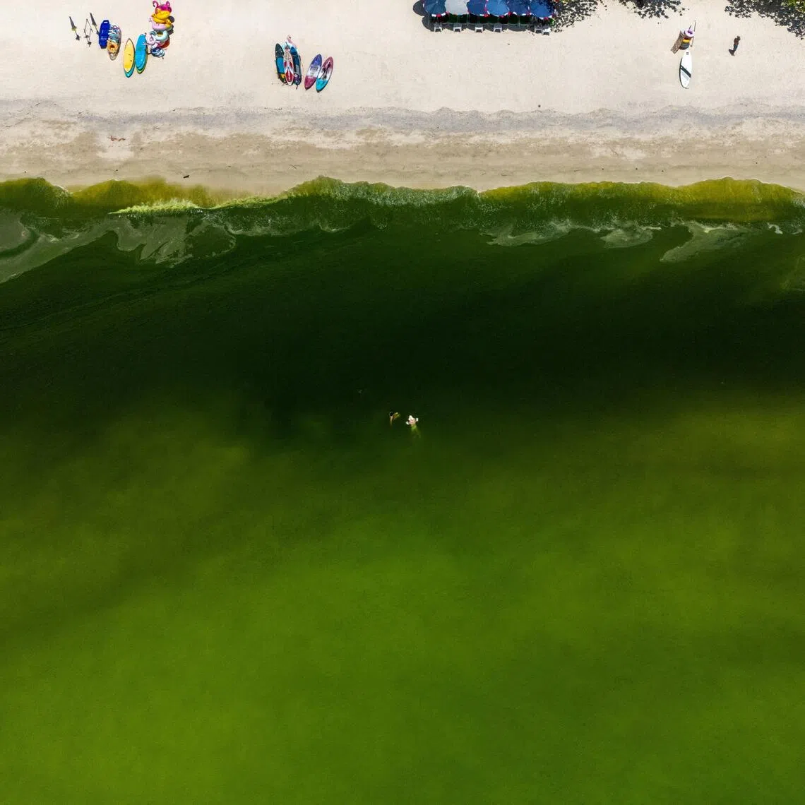 A drone view shows tourists swimming in green seawater amid a plankton bloom in Thailand’s popular tourist island of Koh Lan.