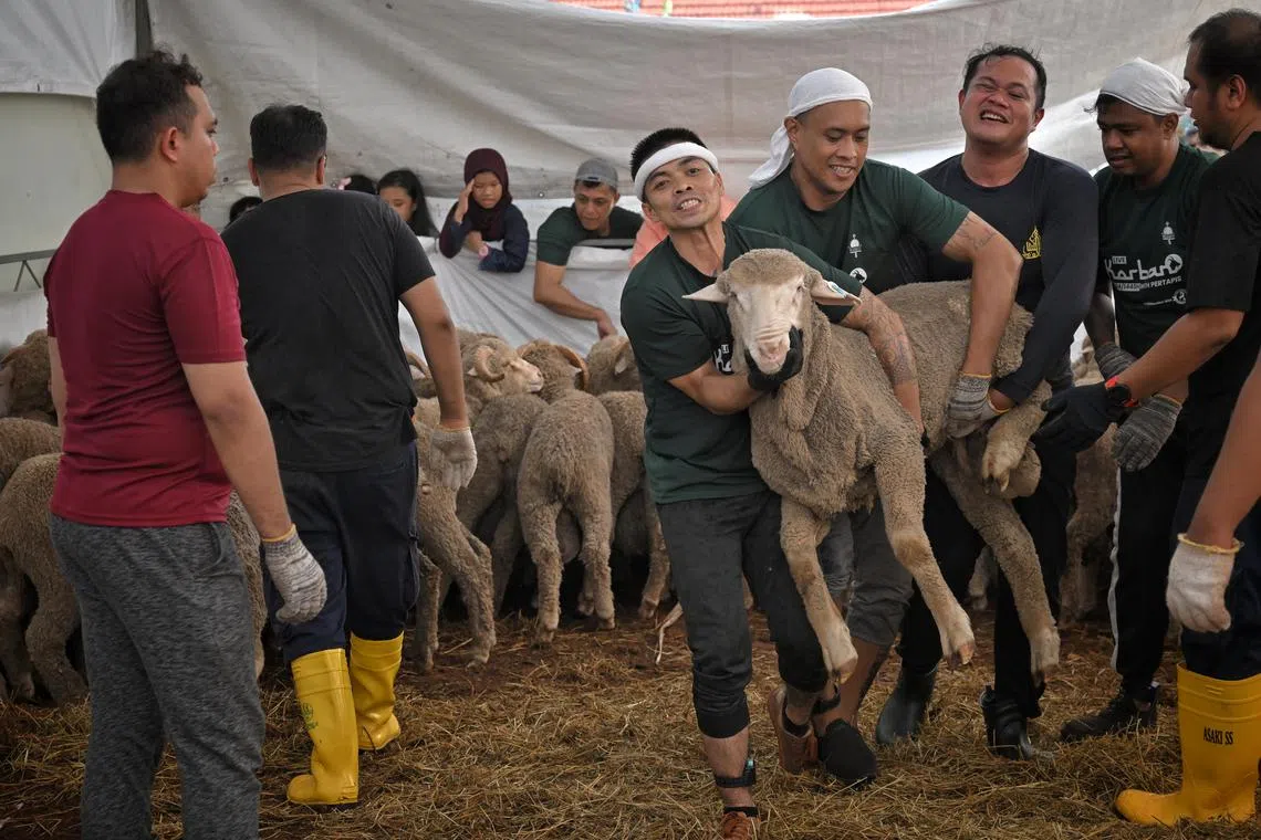 Volunteers carrying one of among 150 sheep to be sacrificed as part of the korban ritual held at Pertapis Halfway House on June 17. 