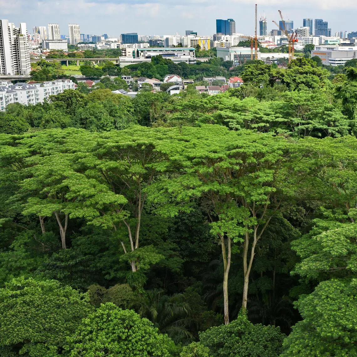 More greenery will be retained in Maju Forest (above) and Gillman Barracks under revised development plans announced by the Housing Board on Oct 28.