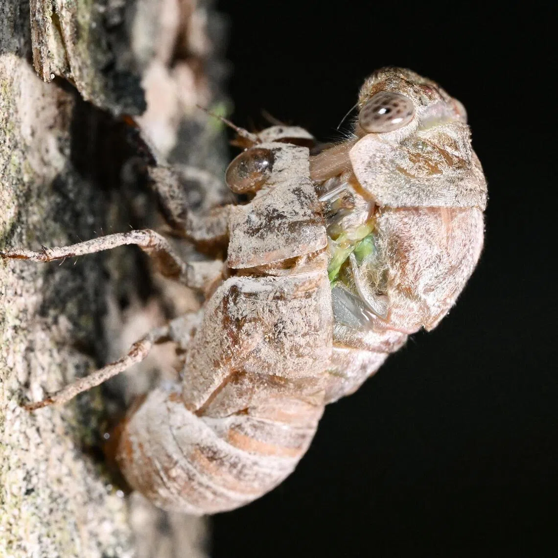 Most of the feedback about cicadas was linked to noise and concentrated in the eastern parts of Singapore.