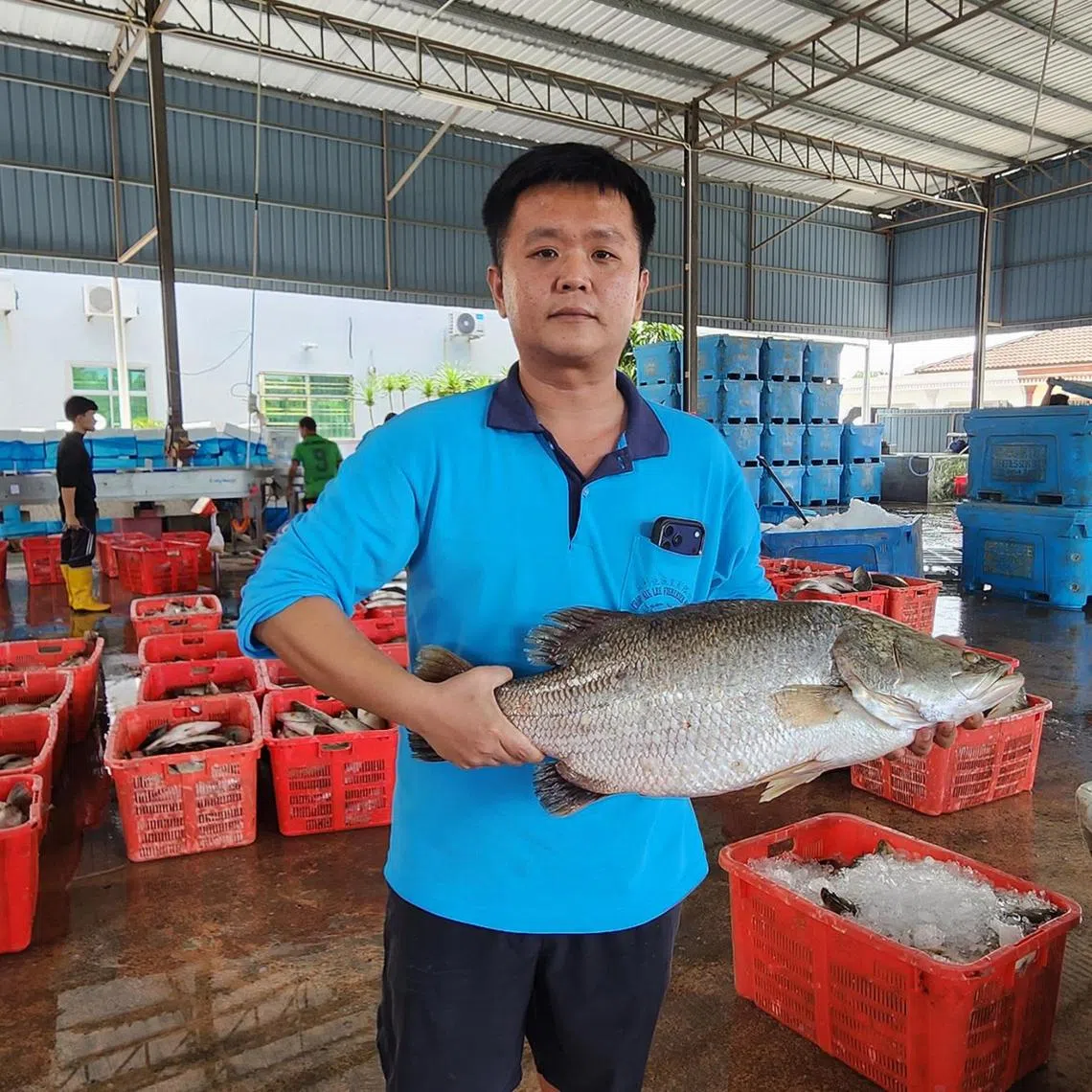 Fish farmer Khor Cean Miah holds a seabass fish weighing about 6kg at his packing factory in Sungai Udang, Penang, on July 1.