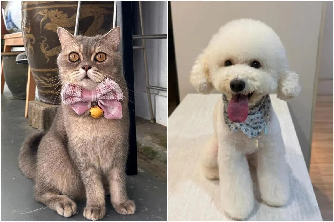 Singapore Polytechnic student entrepreneurs stitch sustainability into pet fashion