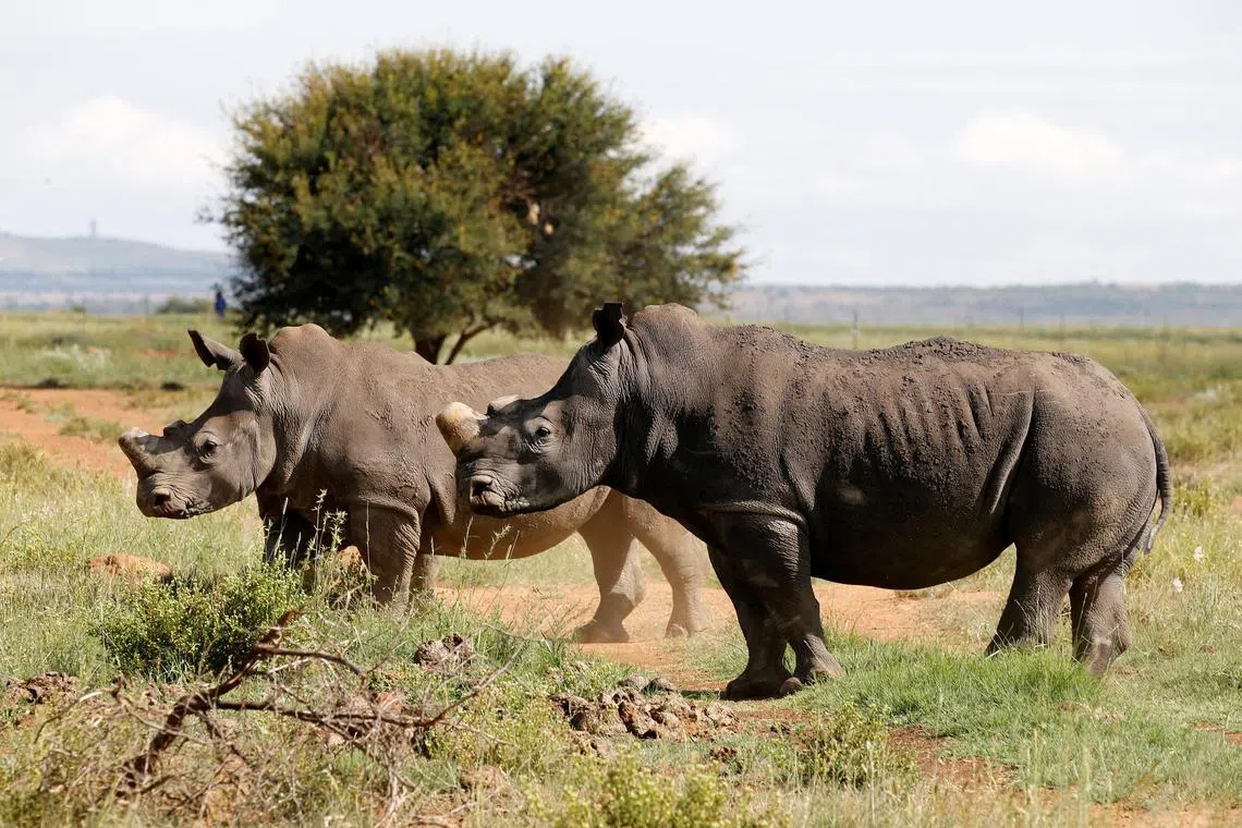 Black rhinos, one of the world's endangered animals, are seen at a farm outside Klerksdorp, South Africa in 2016.