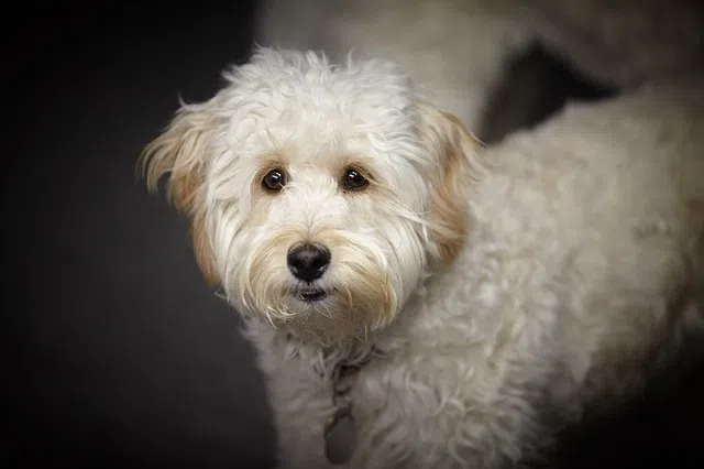 Modern dog parenting may include setting up regular play dates for your pet or enrolling it in doggy day care. 