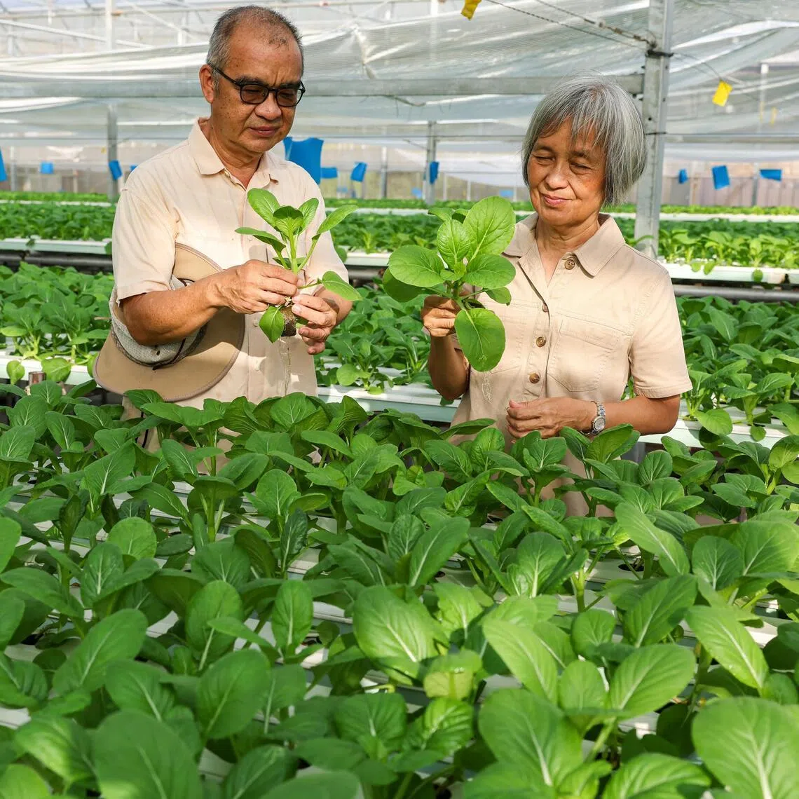 (From left) Profile of Daniel Lai, director of operations at Cropciti, and Sharon Goh, director of Cropciti, at the vegetable farm on July 29.