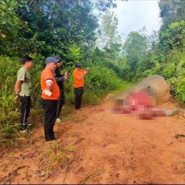 The elephant is believed to have been killed for its tusks.