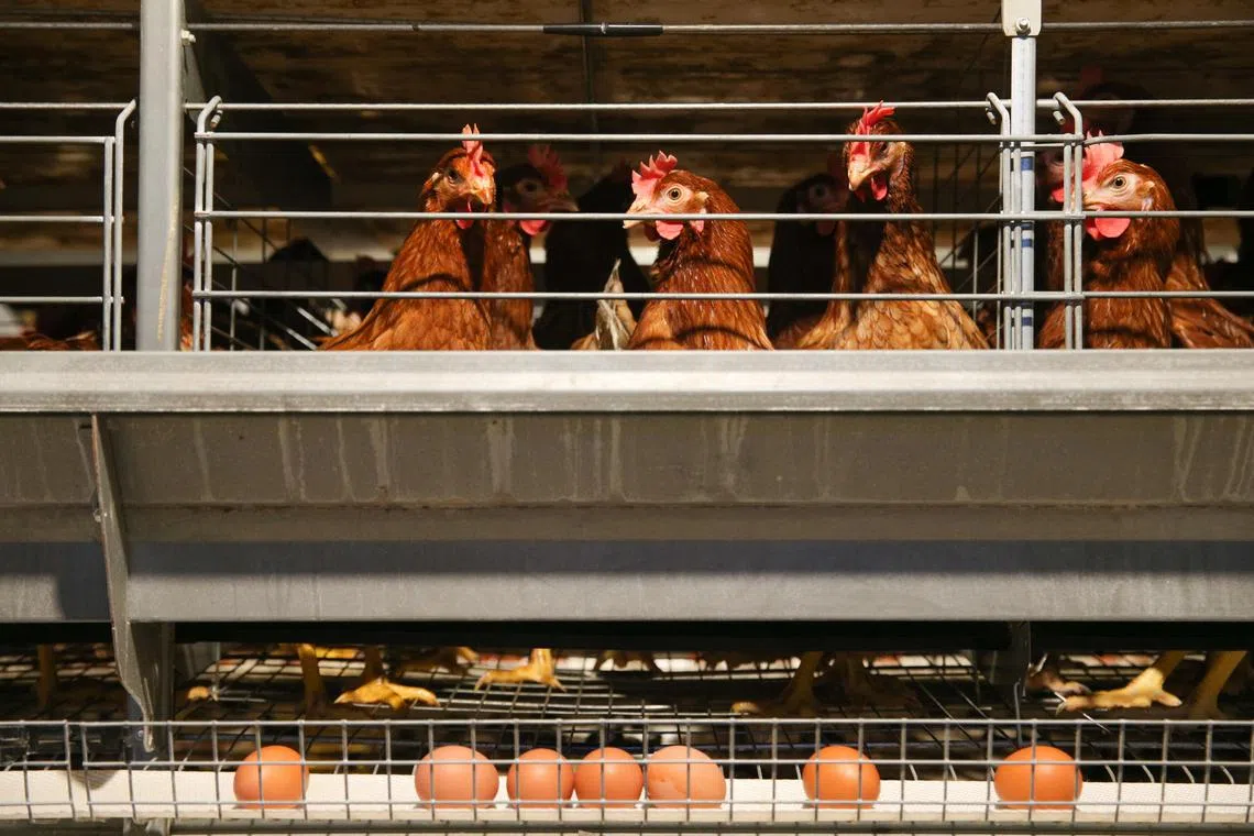 Philippine Egg Board Association Francis Uyehura said that farm producers are experiencing problems because of the extreme heat, pointing out that eggs are getting smaller.