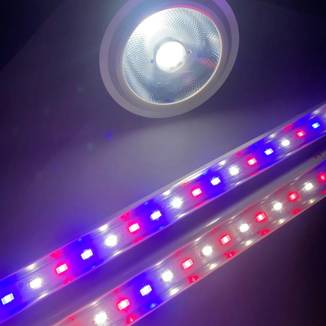 Grow lights generally come in the form of spot lights or tube lights.