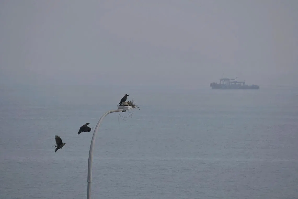 A crow perching next to its nest amid hazy conditions off Changi Beach at 10am on Oct 9, 2026. The 24-hr PSI is 147 and 1-hr PM2.5 is 126 in the eastern part of Singapore at 10am. ST PHOTO: KEVIN LIM pixhaze09