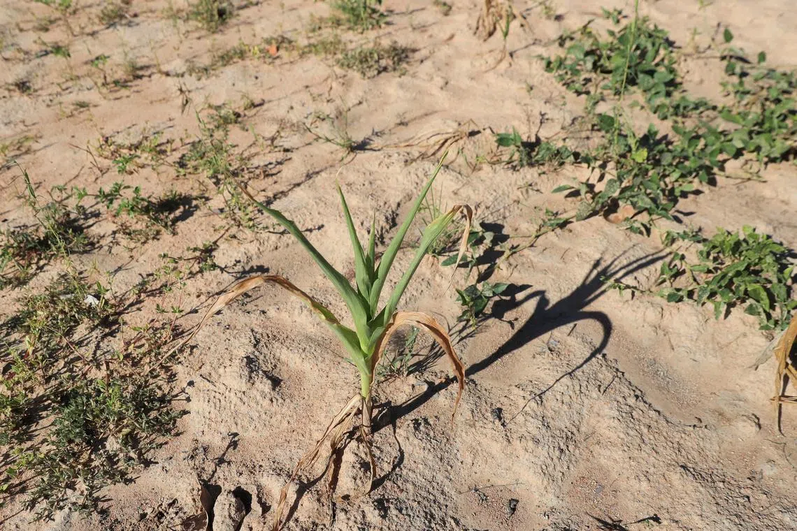 FILE PHOTO: A wilted maize crop is seen in Mumijo, Buhera district east of the capital Harare, Zimbabwe, March 16, 2024. REUTERS/Philimon Bulawayo/File Photo