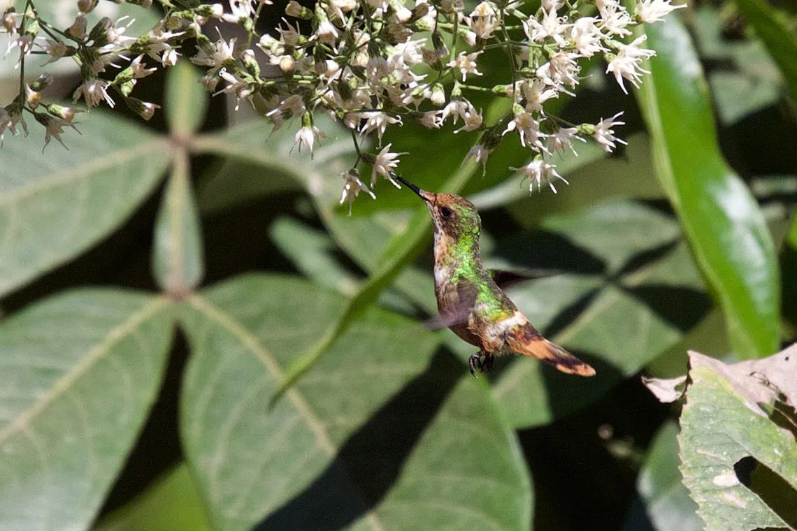 The short-crested coquette is classified as critically endangered, with between 250 and 999 left in the wild.