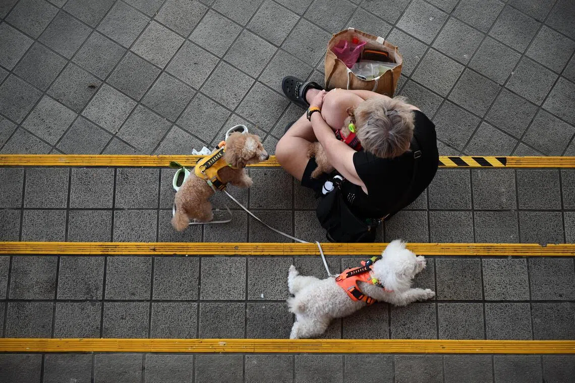Keeping Singapore rabies-free: Be wary of smuggled pets for sale