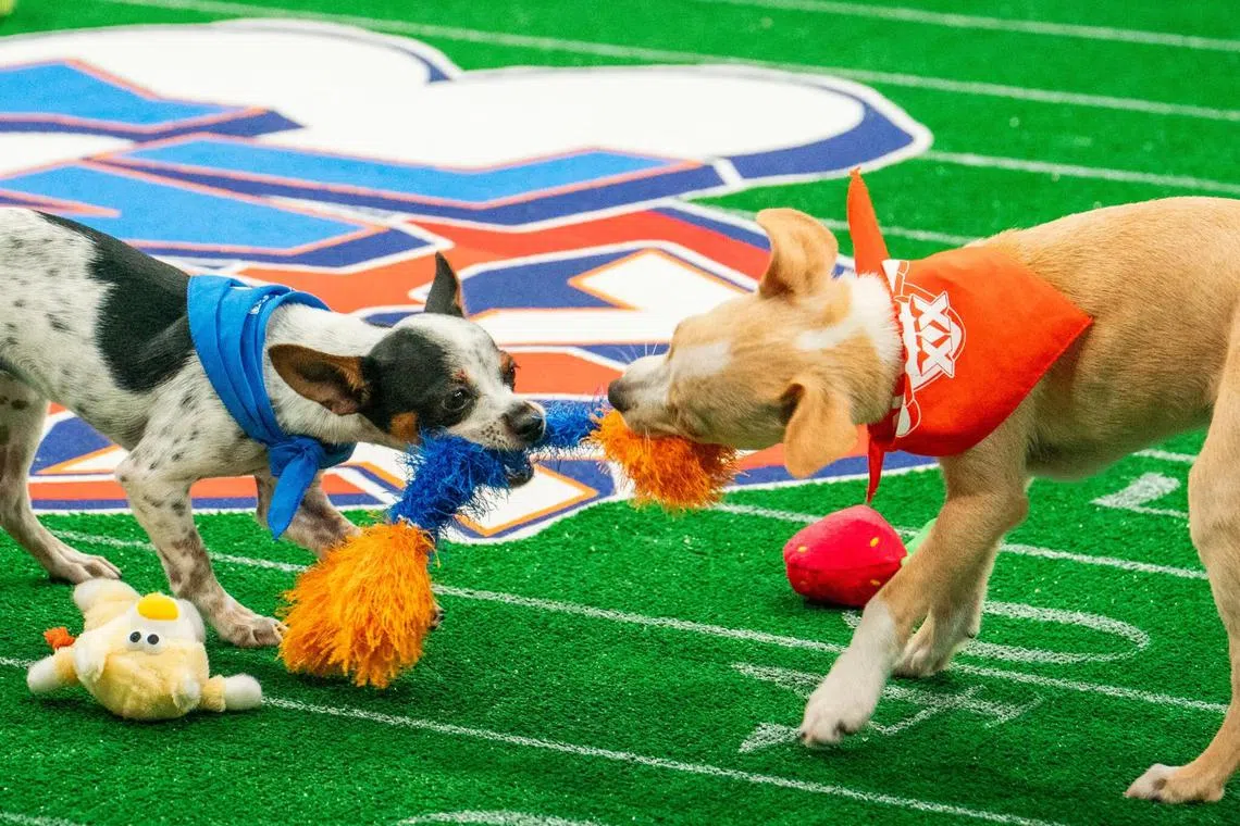 Animal Planet said last year’s Puppy Bowl “reached” more than 13 million viewers.