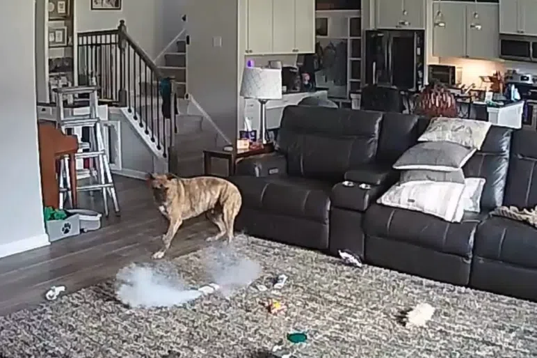 Firefighter’s dog in US sets owner’s house ablaze after chewing on rechargeable battery