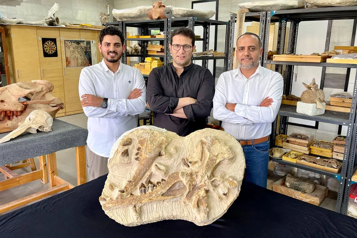 This handout picture provided by the American University in Cairo (AUC) on August 10, 2023 shows Egyptian paleontologist Hesham Sallam (R), professor of vertebrate paleontology at the American University in Cairo (AUC) and founder of Mansoura University Vertebrate Paleontology Center (MUVP), along with Egyptian paleontologists Abdullah Gohar (L) and Mohamed Sameh (C) standing before holotype fossils of their discovery of a new species of extinct basilosaurid whale, Tutcetus rayanensis, that inhabited the ancient sea covering present-day Egypt around 41 million years ago, at Mansoura University Vertebrate Paleontology Centre. (Photo by American University in Cairo (AUC) / AFP) / === RESTRICTED TO EDITORIAL USE - MANDATORY CREDIT "AFP PHOTO / HO / AMERICAN UNIVERSITY IN CAIRO (AUC)" - NO MARKETING NO ADVERTISING CAMPAIGNS - DISTRIBUTED AS A SERVICE TO CLIENTS ===