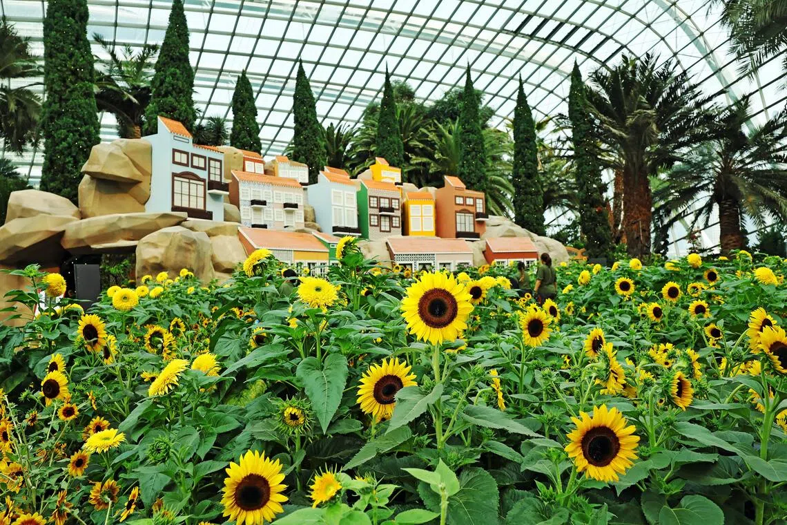Golden sunflowers framing a 12m miniature of Alfama, a hillside enclave of vivid facades in Lisbon, at Gardens by the Bay’s Flower Dome.