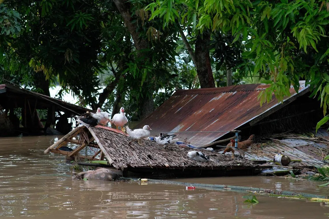 A flock of ducks sitting atop a roof of a submerged house brought about from Tropical Storm Trami in Bula town, Camarines Sur province, South of Manila on Octr 26. 