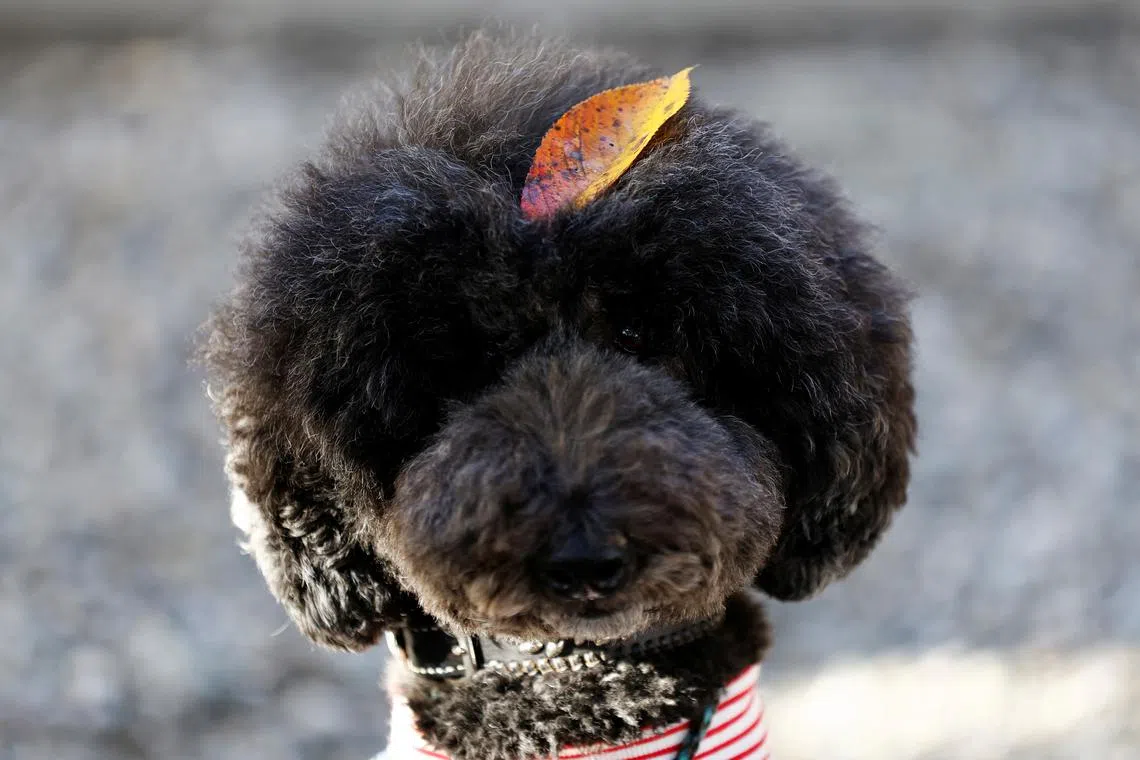A pet dog has its picture taken by its owner during a Shichi-Go-San blessing, traditionally performed for young children to ask for health and happiness, at Zama Shrine in Zama, Kanagawa Prefecture, near Tokyo, Japan Nov 14, 2023. 