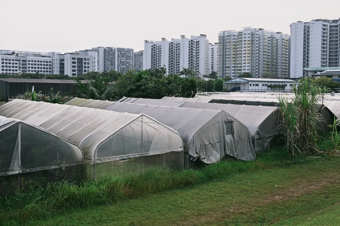 Greenhouse farms at Punggol East Container Park on Sept 1.