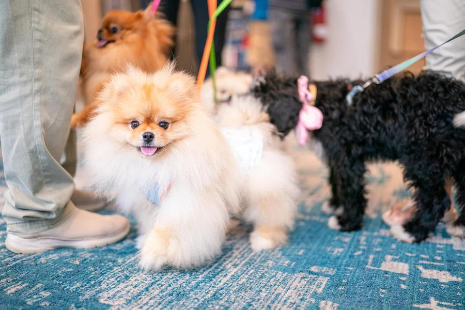 Holiday Inn Express & Suites Singapore Novena is hosting its first Paws & Pops: SG60 Pet Baking Workshop on July 27.