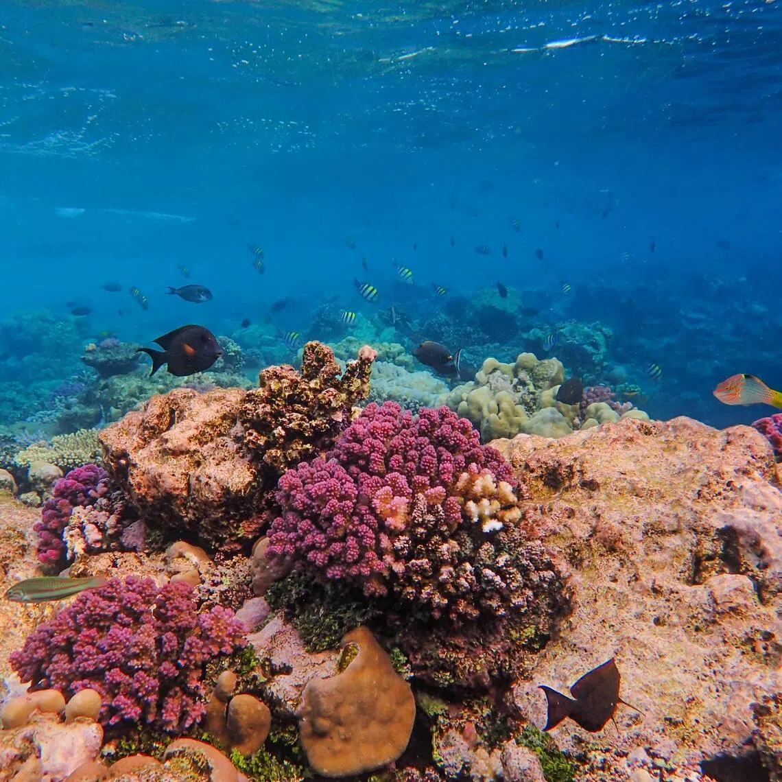 There were two craters believed to have been caused by fish bomb explosions in the reef restoration area.