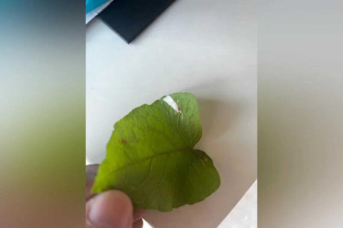 The white spot is likely a scale insect.